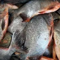 Vietnam Frozen Red Pomfret / Red Pacu