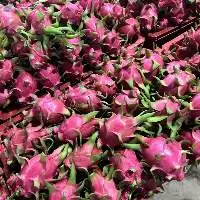 Fresh Dragon Fruit White 