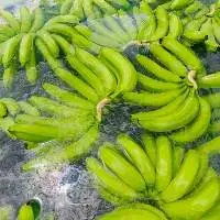 Fresh Cavendish Banana  