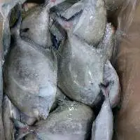 Vietnam Frozen Black Pomfret