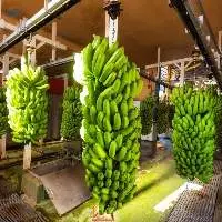 Vietnam Fresh Cavendish Banana