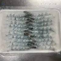 Frozen Nobashi Ebi Shrimp