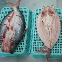 Frozen Pangasius Butterfly