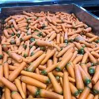 Fresh Carrot Good Quality