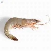 Frozen Vannamei Shrimp