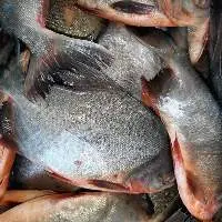 Pomfret