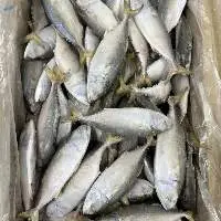 Mackerel