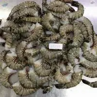 Shrimp