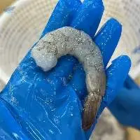 Shrimp