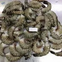 Black Tiger Shrimp
