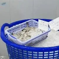 Vannamei shrimp