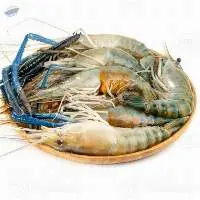 Freshwater Prawn