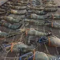 Scampi Shrimp