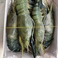 Fresh Water Prawn