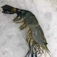 Fresh Water Prawn