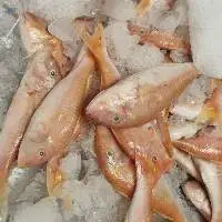 Red Mullet