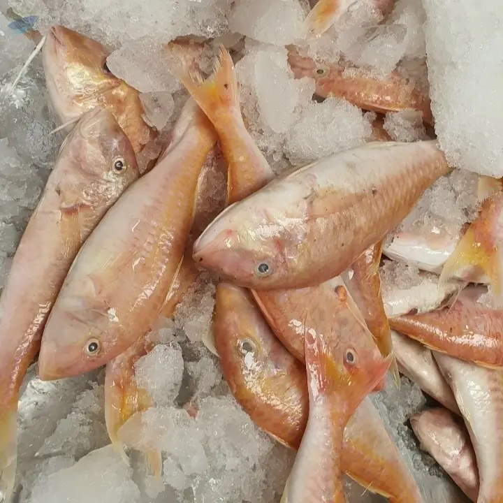 Red Mullet