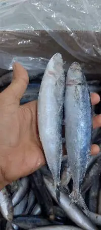 Frozen Layang Scad