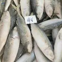 Frozen Indian Mackerel
