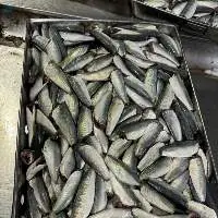 HGT Round Scad
