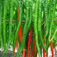 Green Chilli