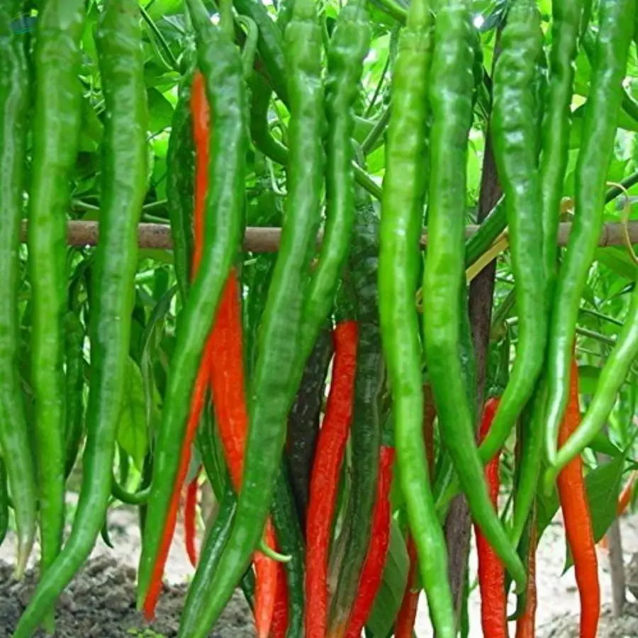 Green Chilli