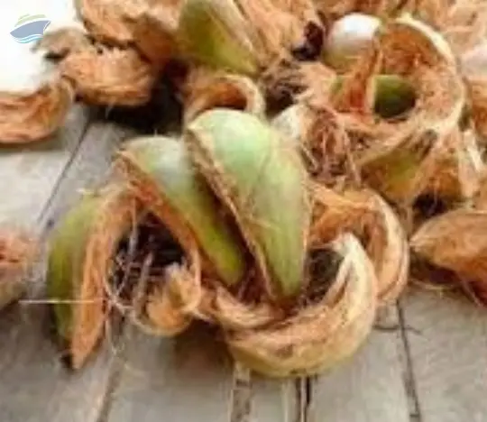 Coconut Husk