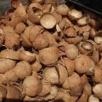 Coconut Shell