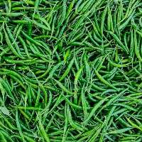 Chilli