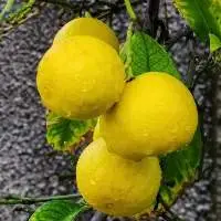 Lemon