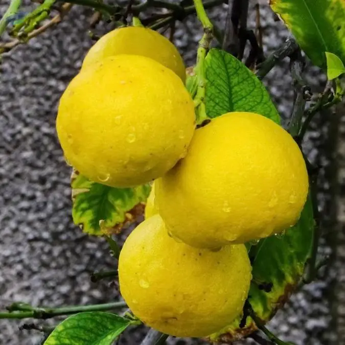 Lemon