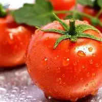 Tomato