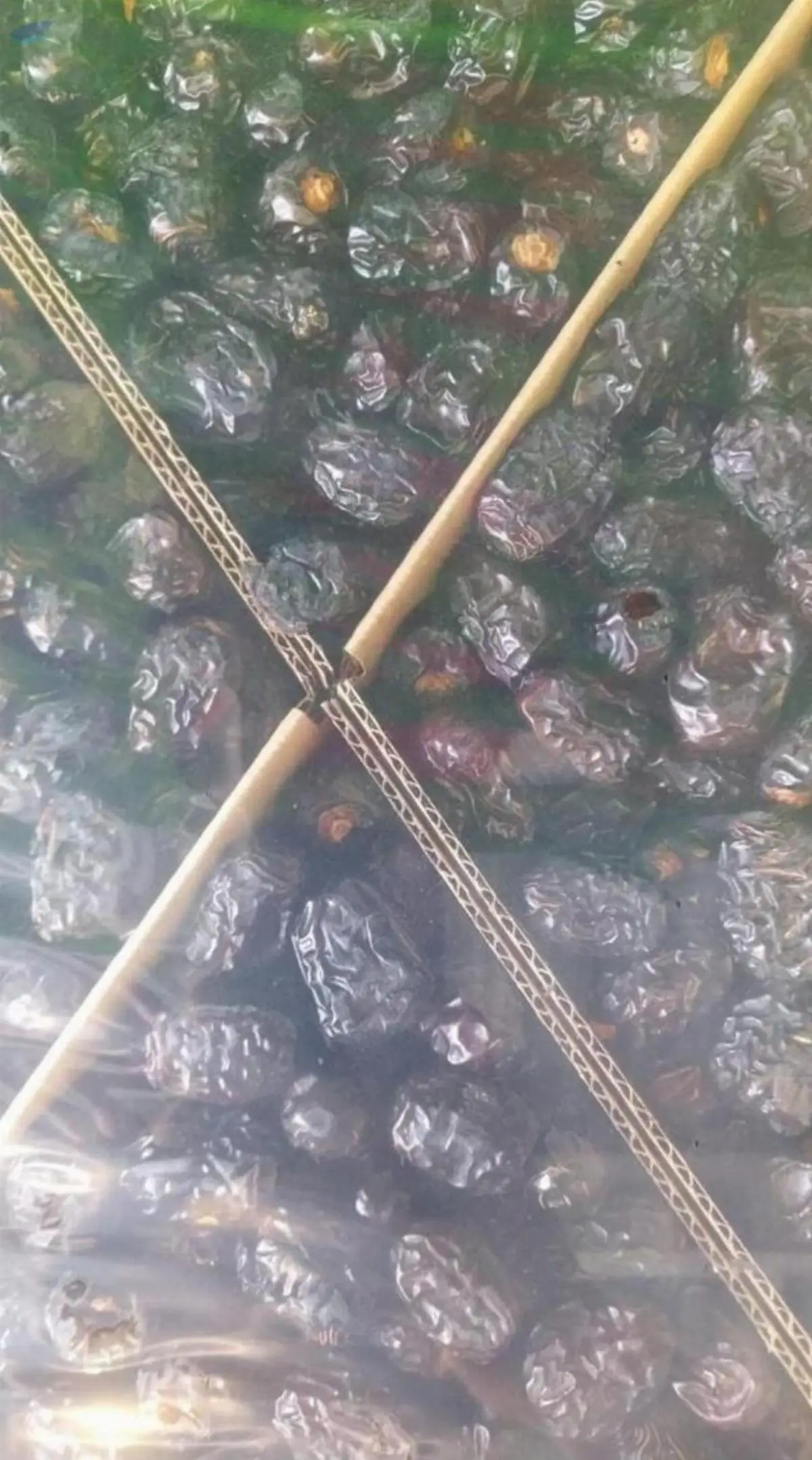 Ajwa Dates Available In Uae
