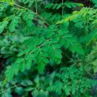 Moringa Leaf