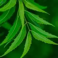 Neem