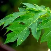 Papaya Leaf