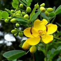 Senna