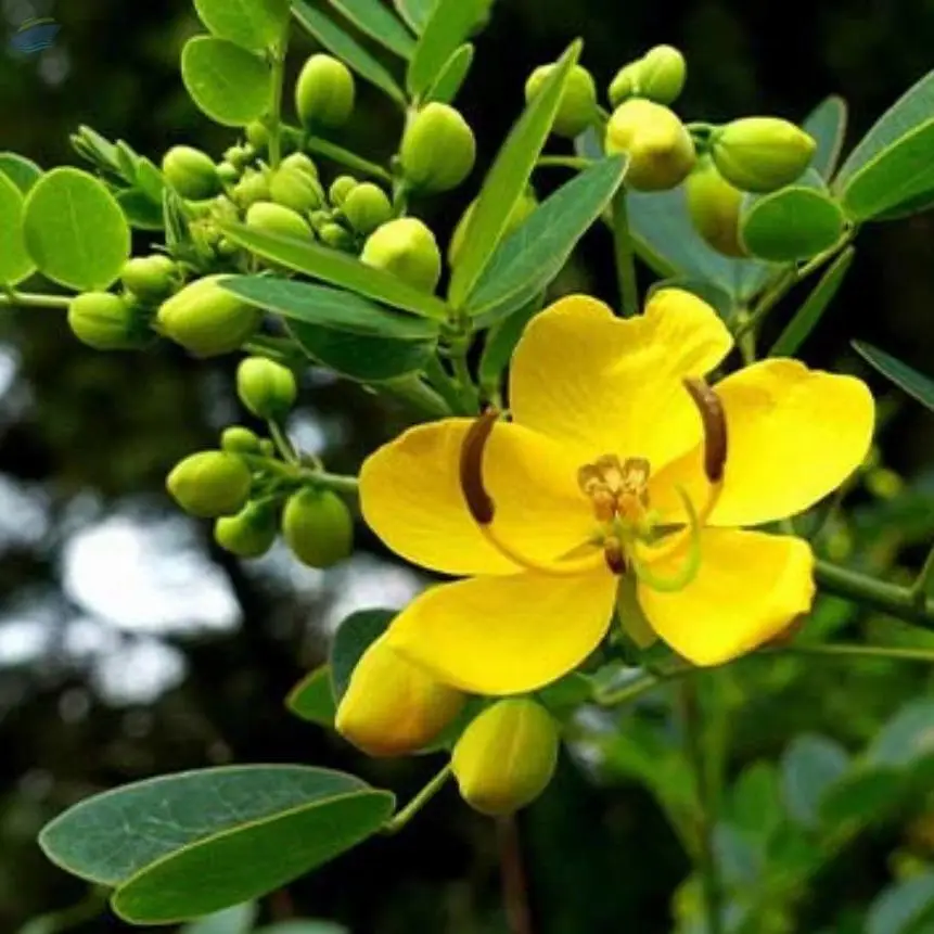 Senna