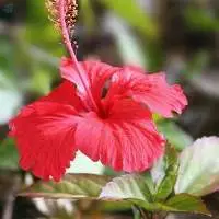 Hibiscus