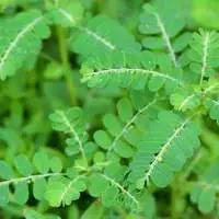 Phyllanthus Amarus