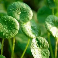 Gotu Kola