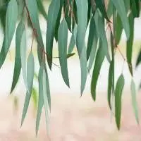 Eucalyptus Leaf