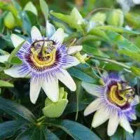 Passiflora Herb