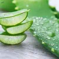 Aloe Vera Leaf