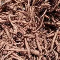 Coleus Forskolin Roots