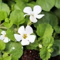Bacopa Monnieri Herb