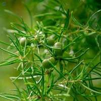 Asparagus Racemosus
