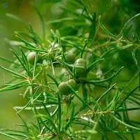 Asparagus Racemosus