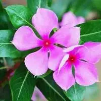 Vinca Rosea Leaf