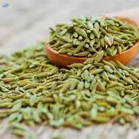 Green Fennel Seeds